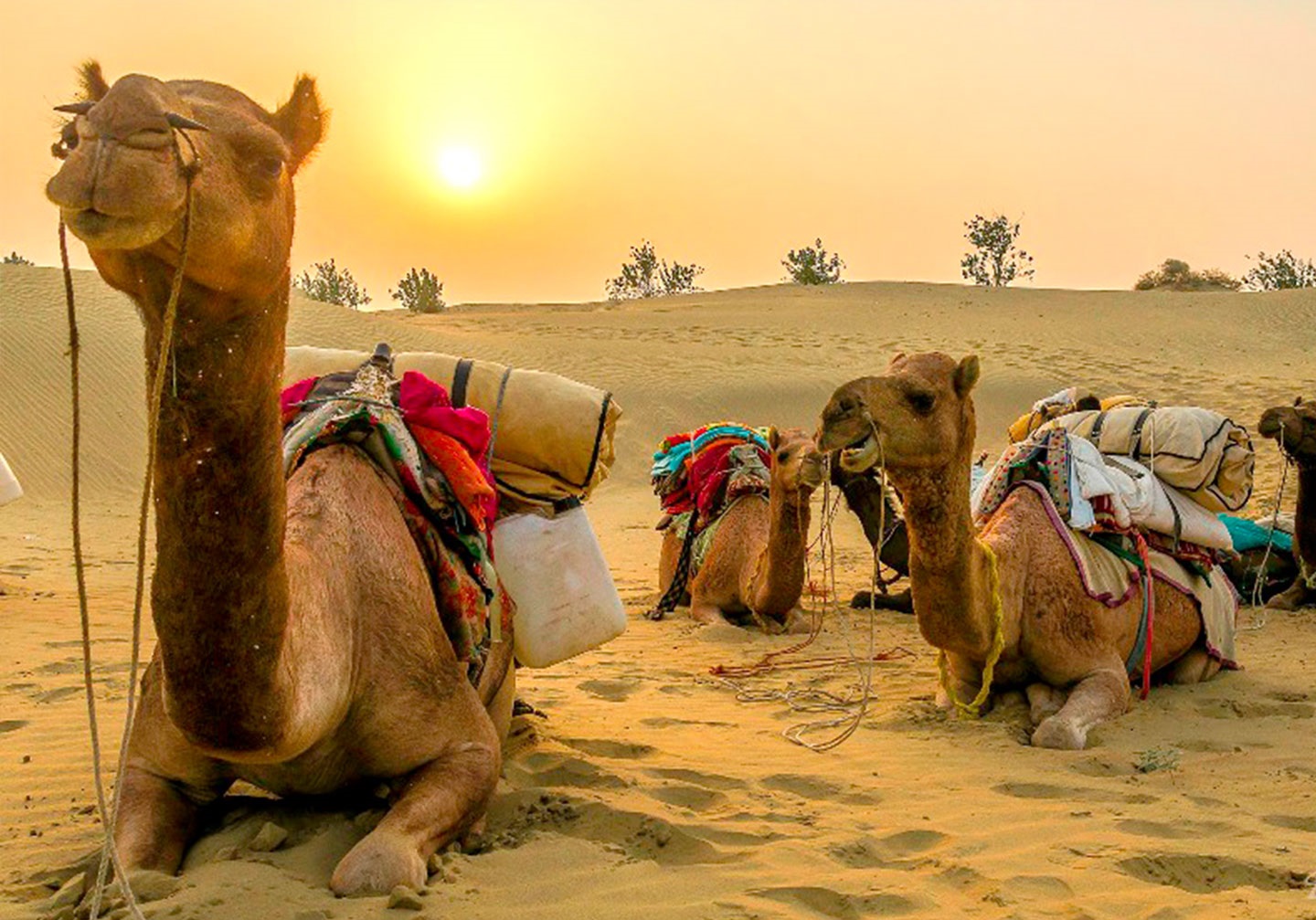 riding-a-camel-in-dubai